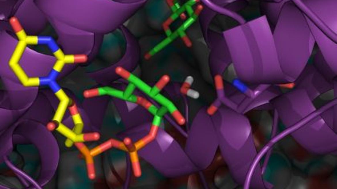 Model of cellulose synthase (purple) in complex with a cellulose chain (green) in the transmembrane channel and an UDP-glucose molecule in the active site. Image credit: Hui Yang, Penn State