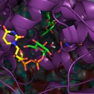 Model of cellulose synthase (purple) in complex with a cellulose chain (green) in the transmembrane channel and an UDP-glucose molecule in the active site. Image credit: Hui Yang, Penn State